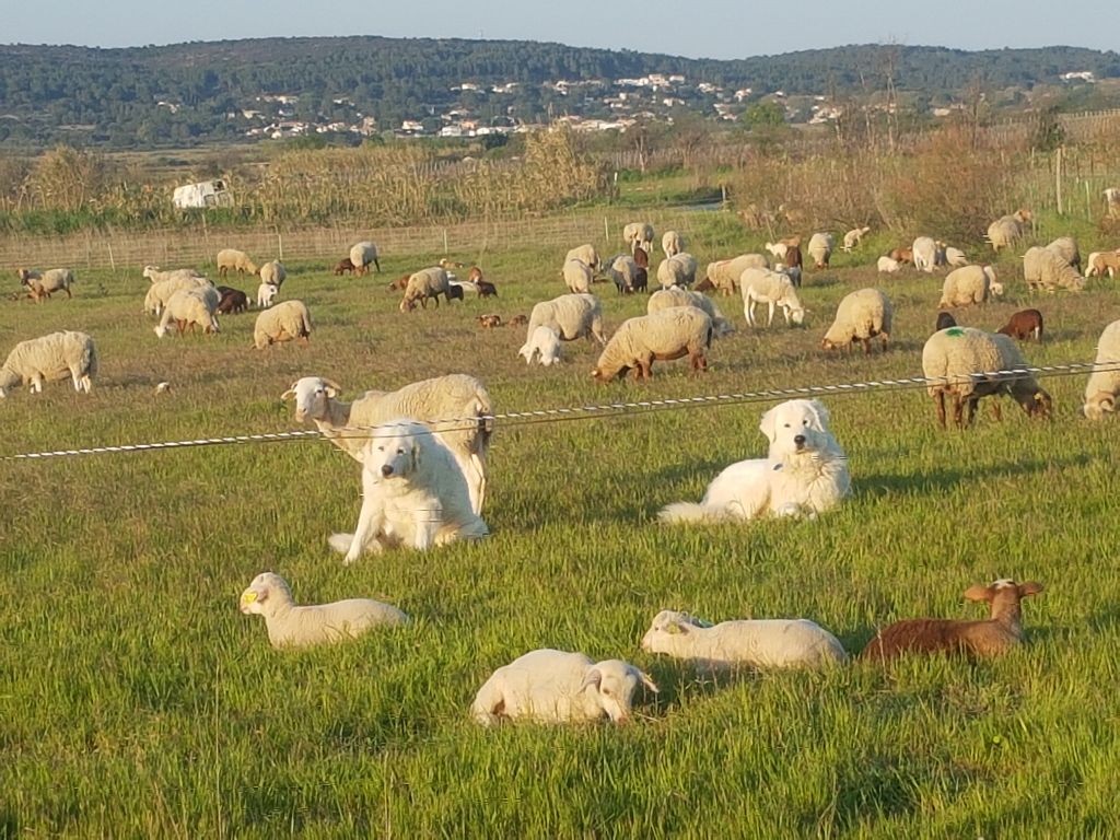 CH. Nemausus di arajani di arajani