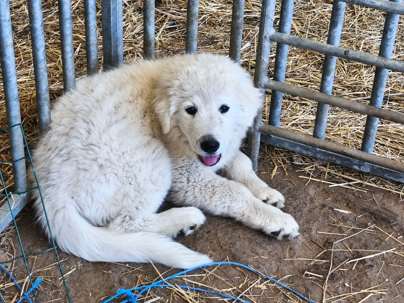 Bluey du Clos de Vaoury-Blanc 