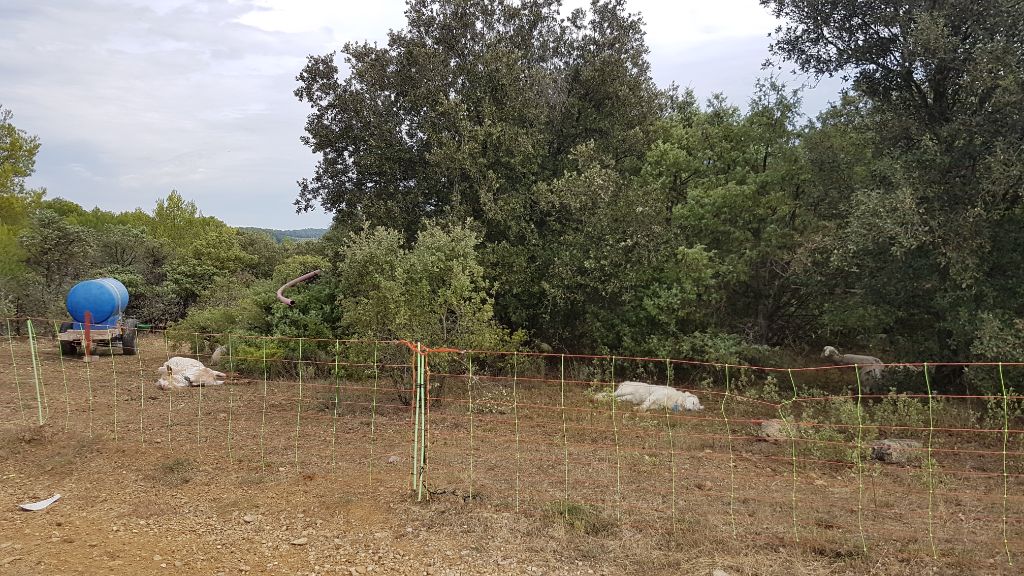 chiens au troupeau